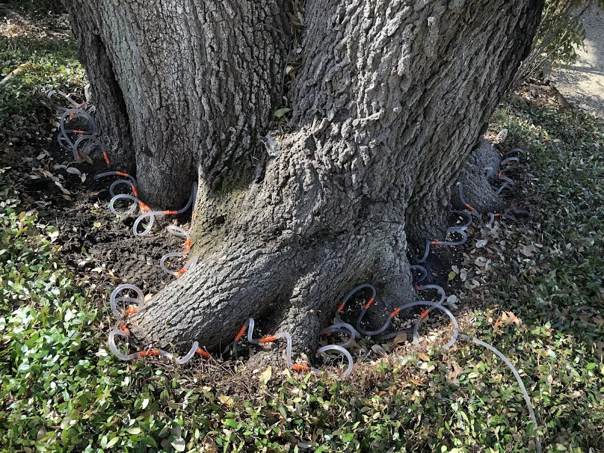 Detailed Tree Cabling and Bracing job site in Fritch