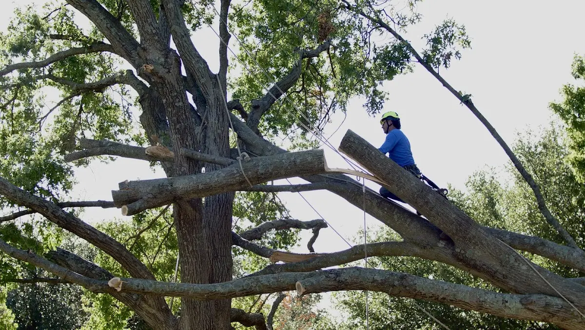 Professional Hazardous Tree Removal performed by certified arborists in Fritch